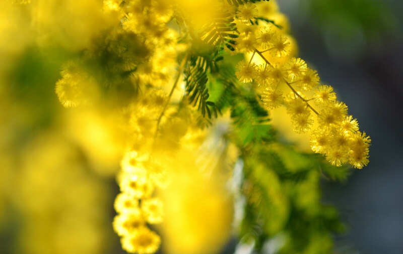 Мимоза цветет