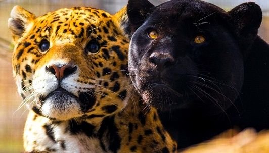 Черная пантера Ягуар и леопард
