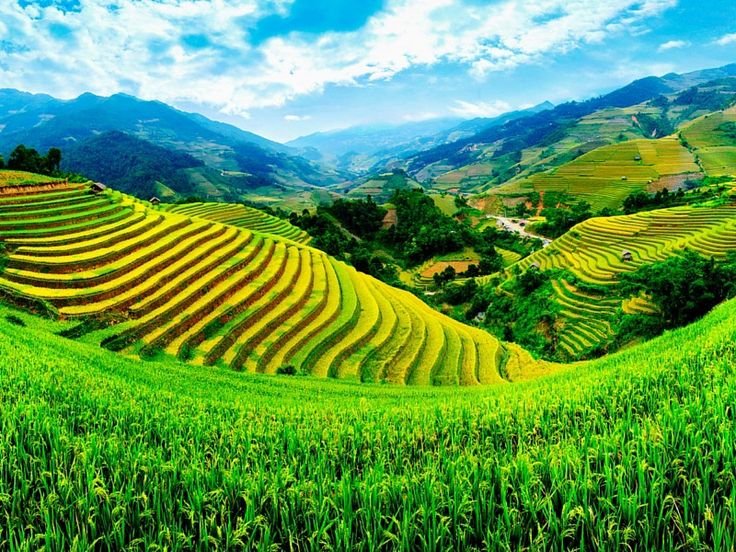 Бали рисовые поля