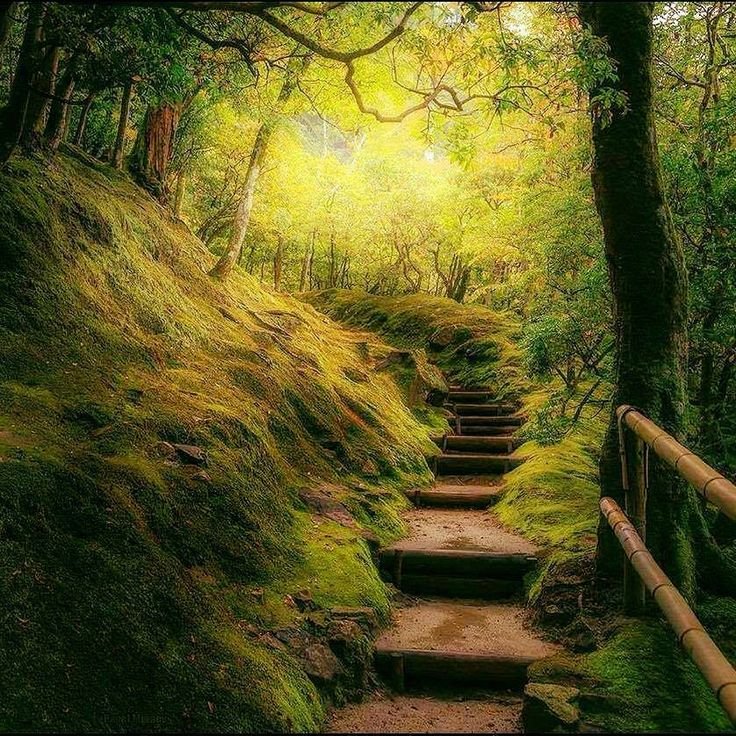 Красивая тропинка