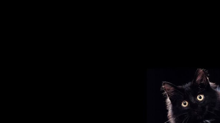 Кошка на темном фоне