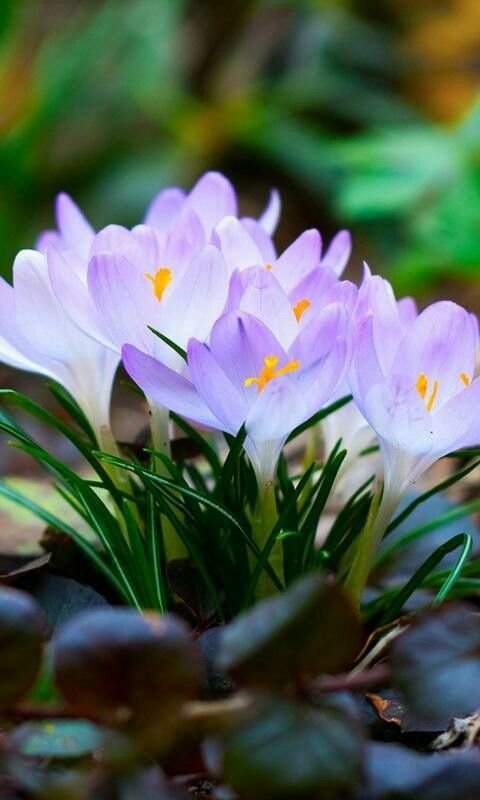 Желтые первоцветы крокусы