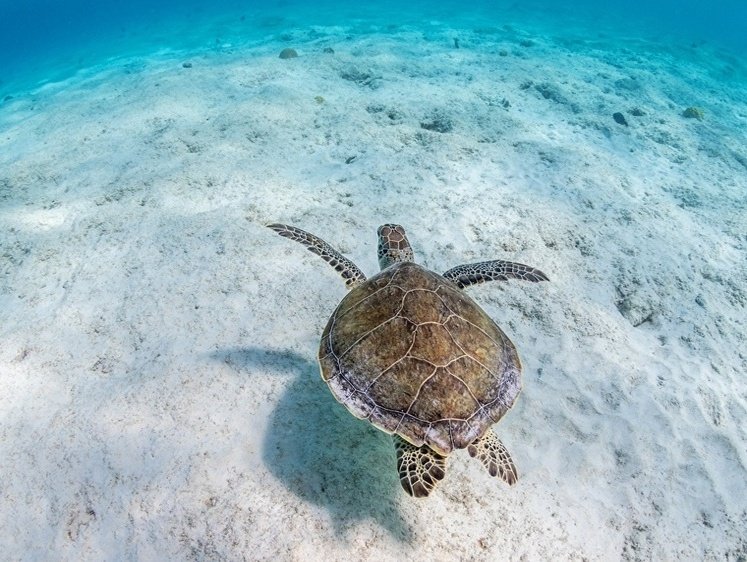 Морская черепаха бисса