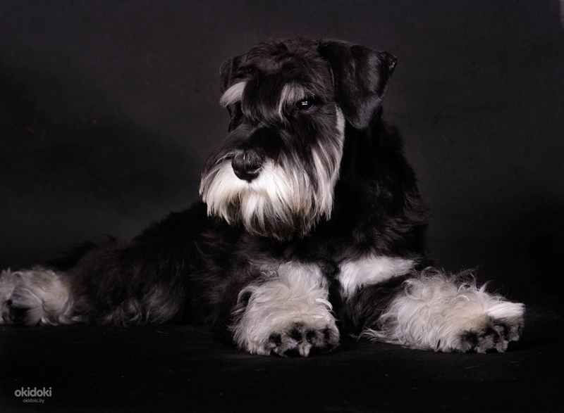 Ризер шнауцер белый