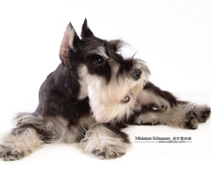 Терьер Миттельшнауцер