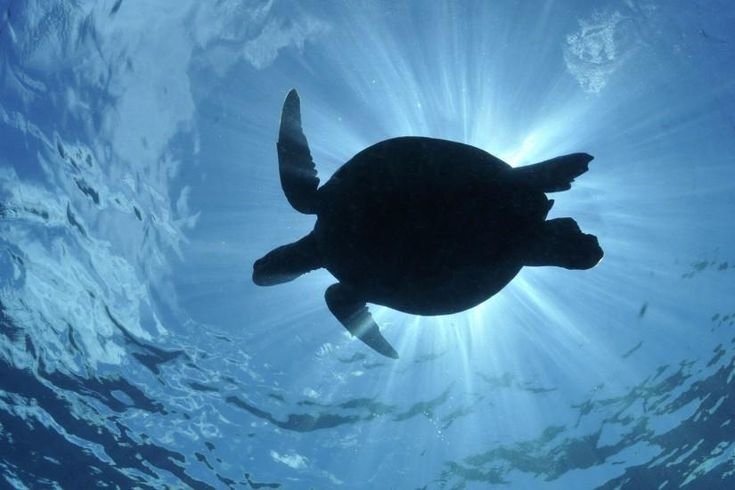 Морская черепаха снизу