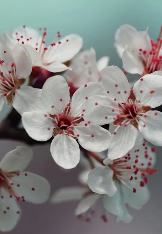 Сиреневые цветы весной