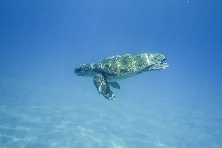 Морская черепаха в океане