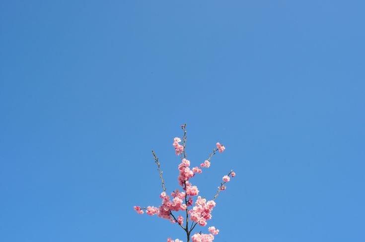 Сакура на фоне неба