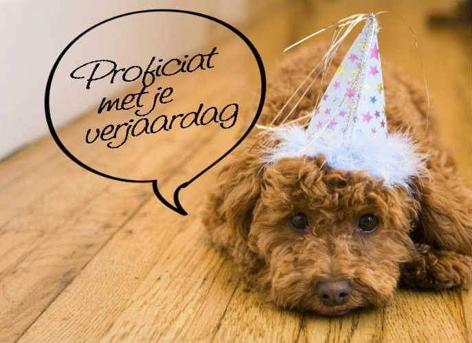 Собака на ламинате