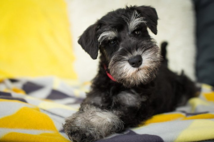 Карликовый шнауцер