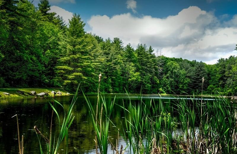 Озеро в лесу