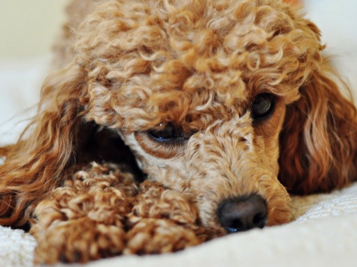 Кокер пудель