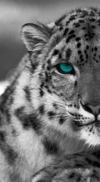 Хищные животные России