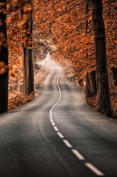 Природа осень дорога вертикально