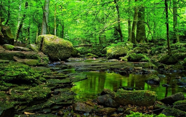 Зеленая природа