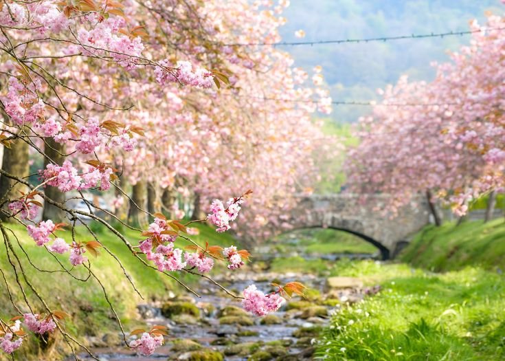 Сакура черри блоссом фон