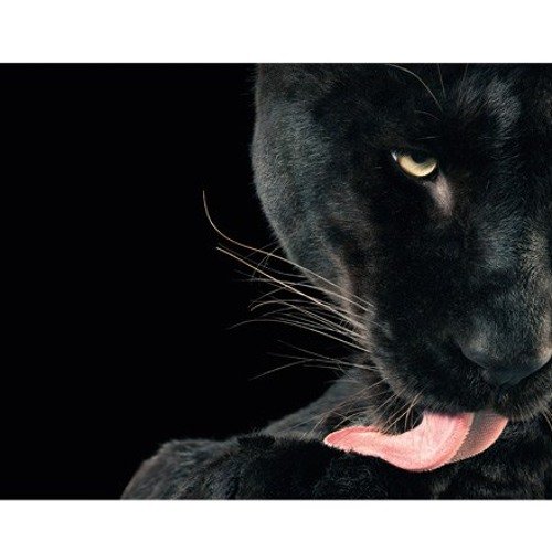 Черная пантера