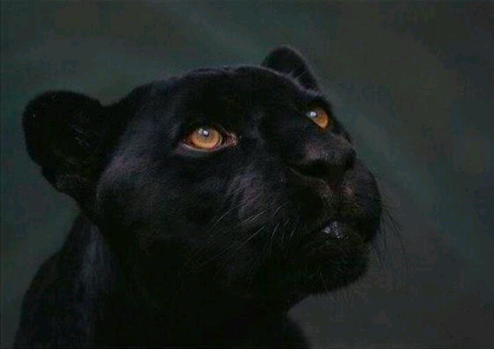 Пума черная и пантера