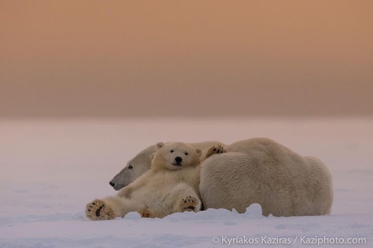 Медведица с медвежатами
