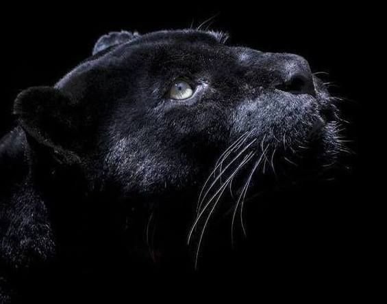 Красивая пантера