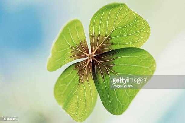 Клевер четырехлистный с цветком
