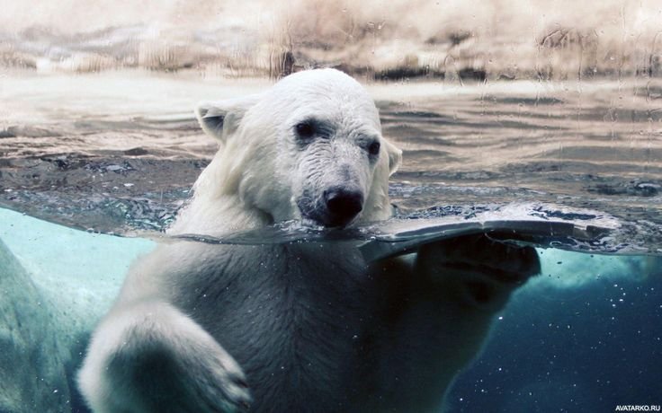 Белый медведь