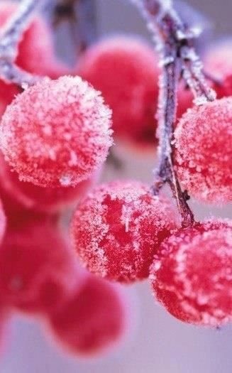 Ягоды в снегу