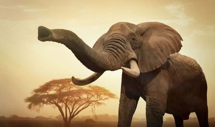 Хобот африканского слона