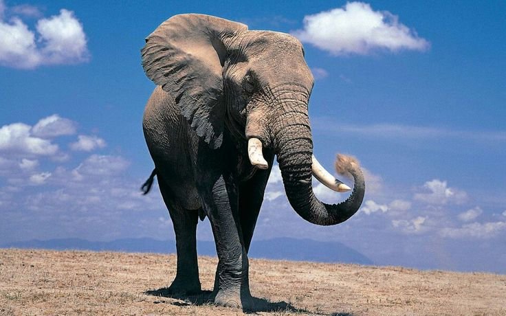 Африканский саванский слон