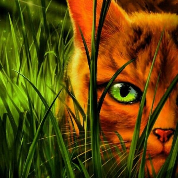 Cats Warriors books into the Wild