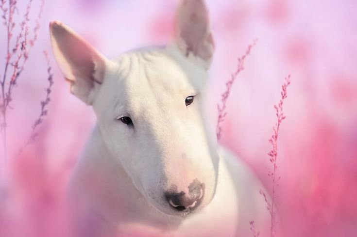 Бультерьер офник