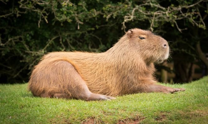 Капибара анатомия