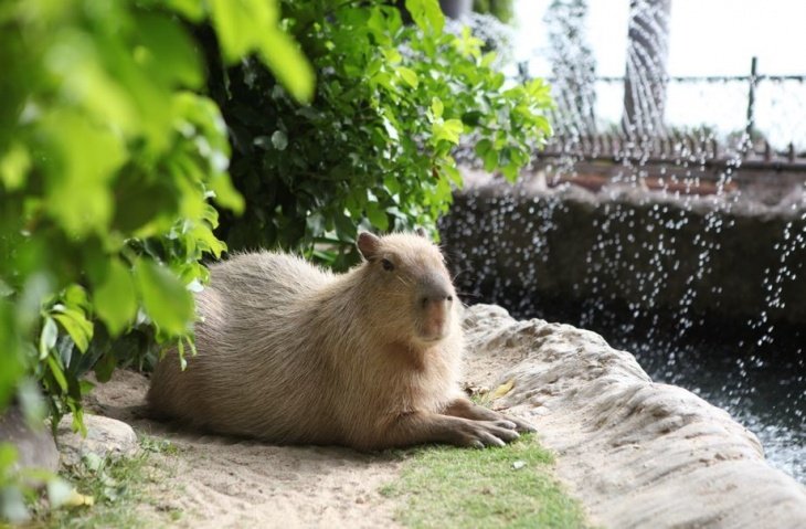 Капибара капибара капибара
