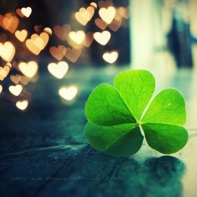 Клевер четырехлистный на счастье