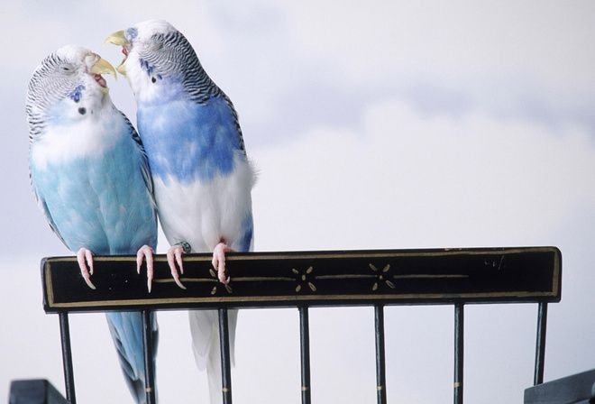 Выставочный волнистый попугай Чех