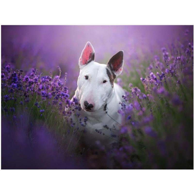 Бультерьер снап