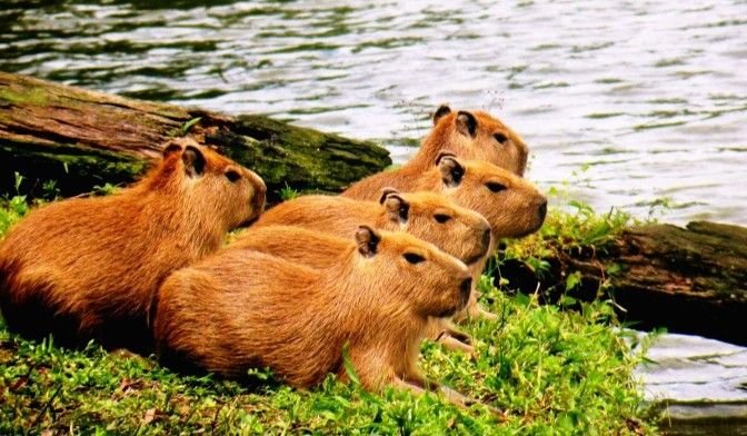 Капибара обыкновенная популяция
