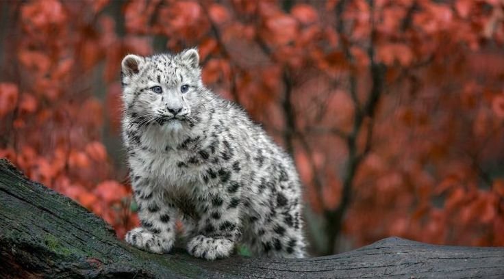 Сибирский Барс животное