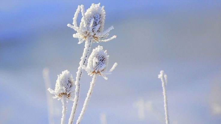 Нежные зимние цветы