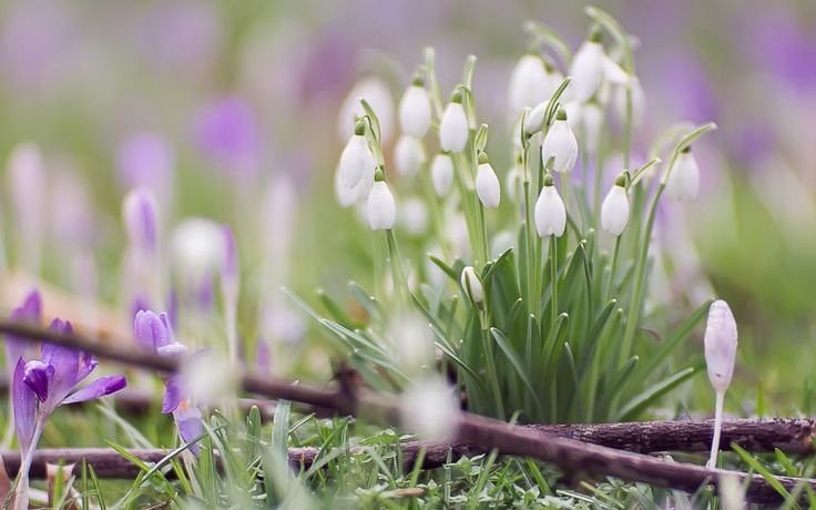 Пролески, подснежники, крокусы