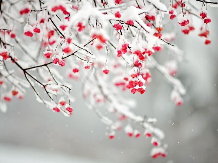 Зимняя ветка