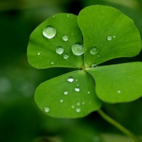 Клевер четырехлистный с цветком