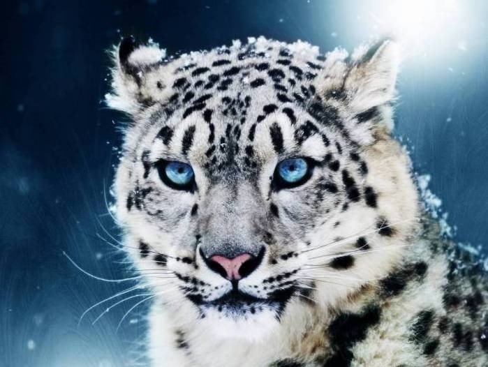 Барс и леопард