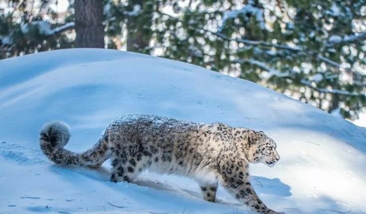 Снежный Барс (Ирбис, снежный леопард)