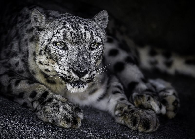 Белый Барс Ирбис