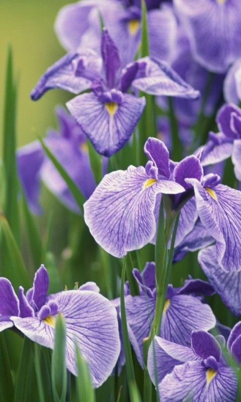 Ирисы на телефон