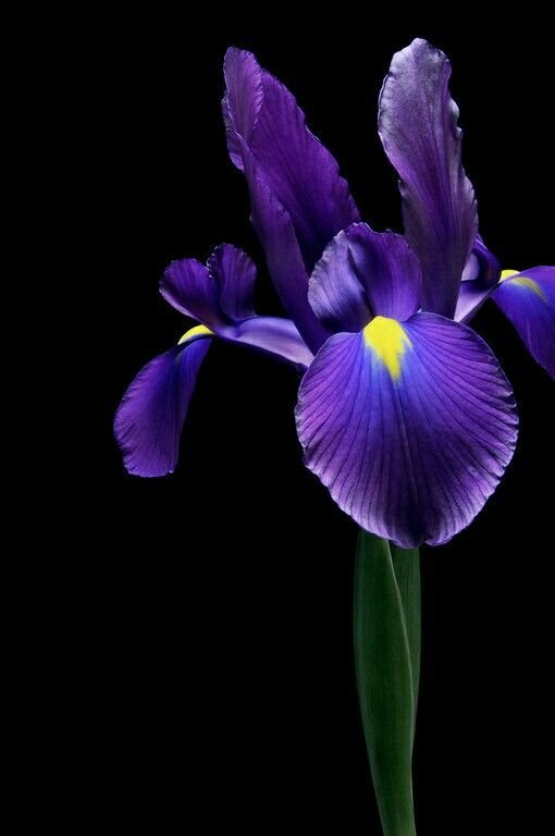 Ирис на черном фоне