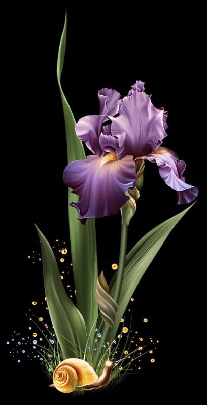 Ирис цветок