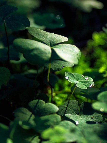 Клевер 4х листник